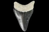 Serrated, Fossil Megalodon Tooth - Florida #110438-1